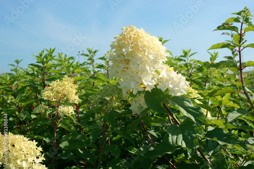 Hydrangea paniculata Phantom in a garden photo