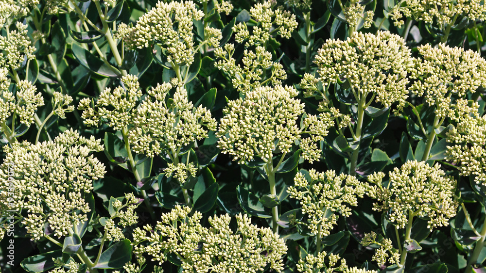 Flowers background Flowers background
