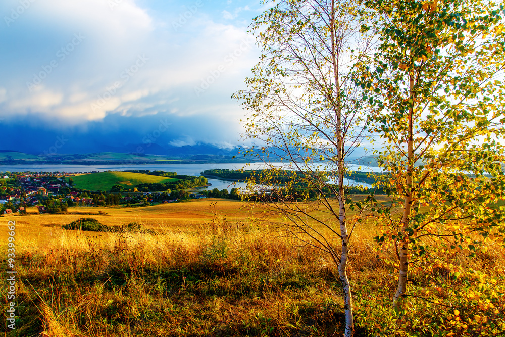 birch tree in the foreground image,  meadow and lake