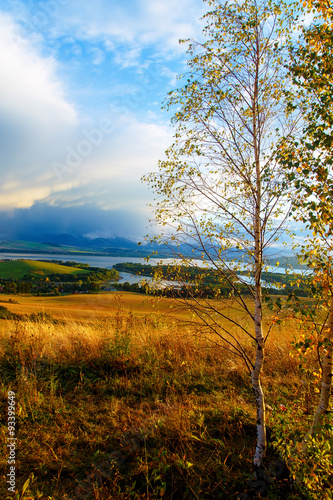 birch tree in the foreground image   meadow and lake