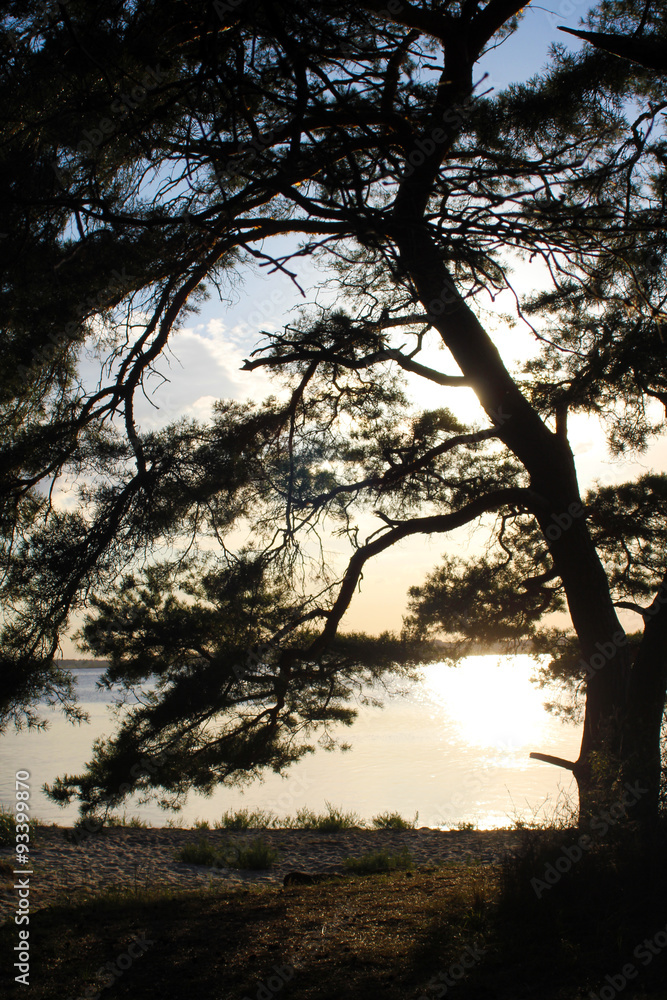 Sonnenuntergang hinter Baum an der Ostsee Sonnenuntergang hinter Baum an der Ostsee