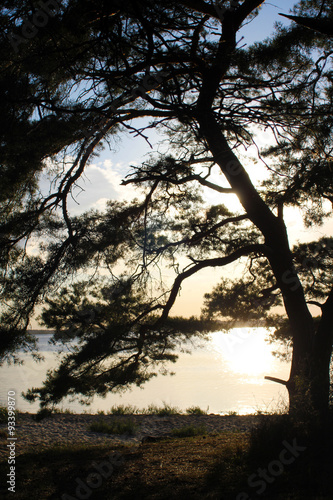Sonnenuntergang hinter Baum an der Ostsee