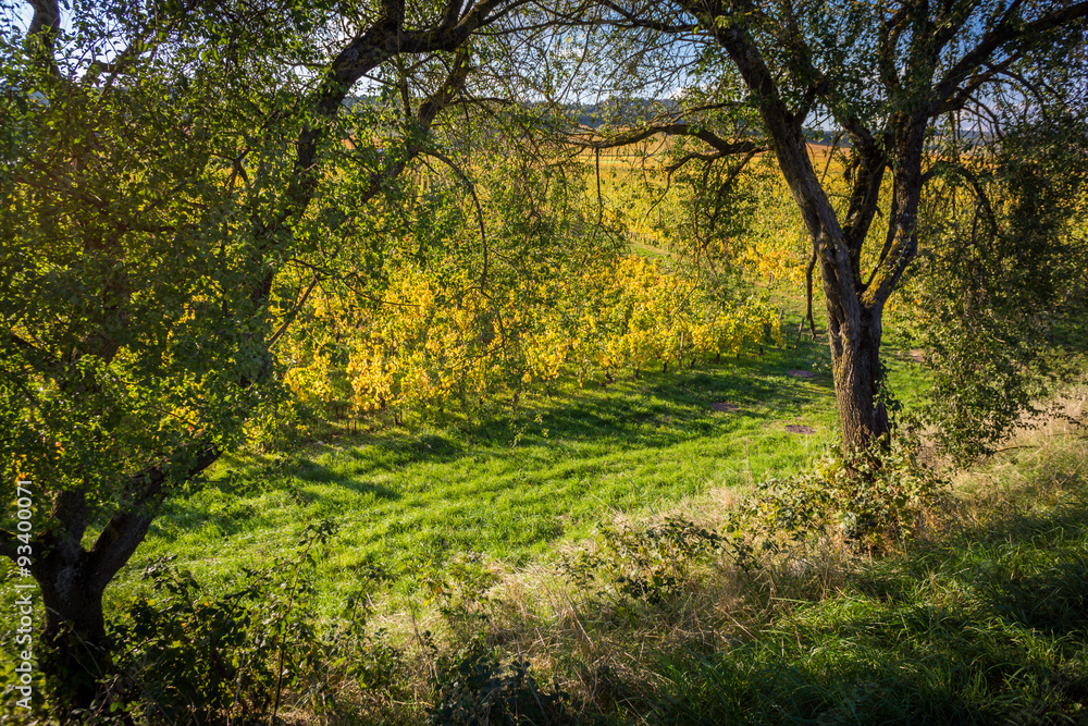 arbres et vignes