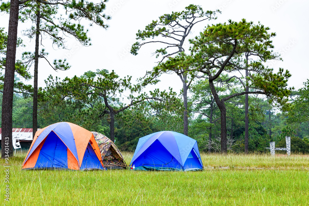 Dome tents camping near pine tree on high mountain