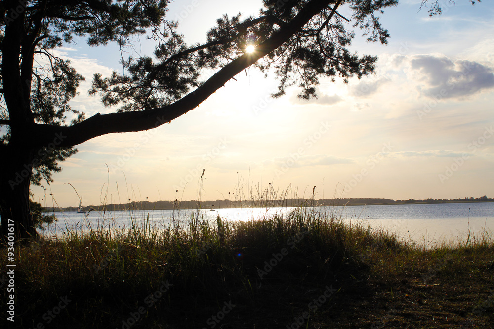 Sonnenuntergang hinter Baum an der Ostsee Sonnenuntergang hinter Baum an der Ostsee