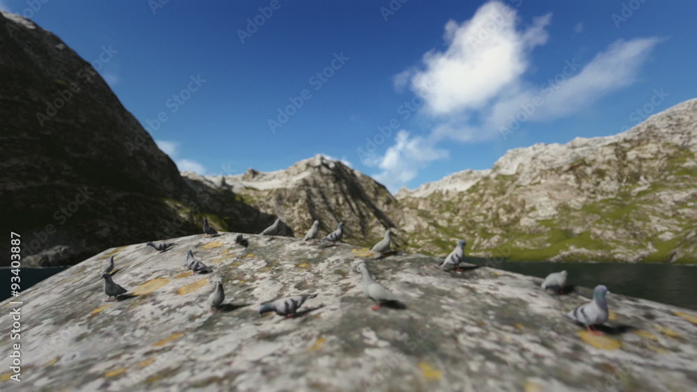 Pigeons resting on a rock with moss Pigeons resting on a rock with moss
