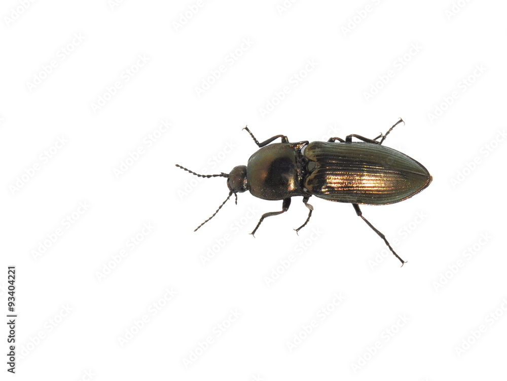 The click beetle Selatosomus aeneus isolated on white background The click beetle Selatosomus aeneus isolated on white background