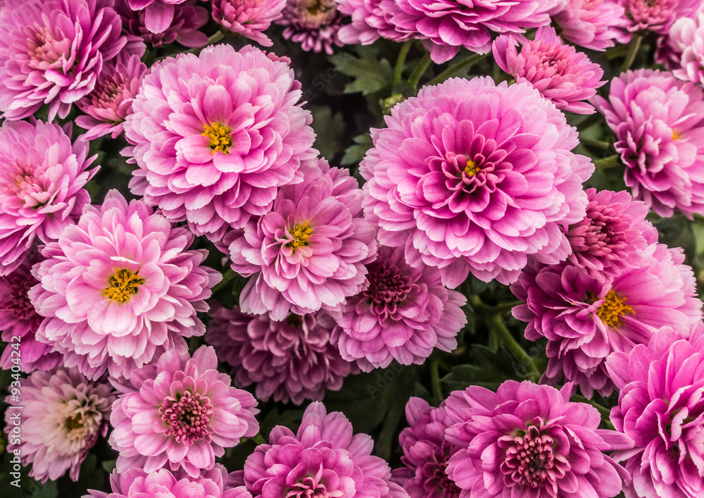 Chrysanthemum Collection Chrysanthemum Collection