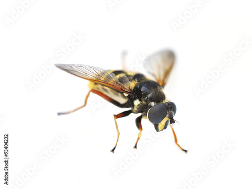 The hover fly Sericomyia silentis isolated on white background © hhelene