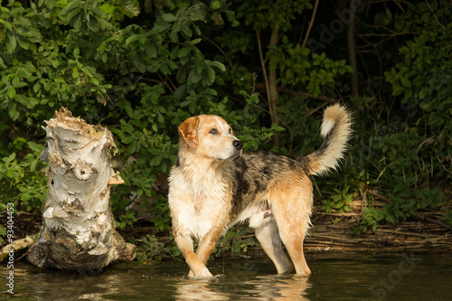 Gefleckter Hund steht stolz und erhaben im See 