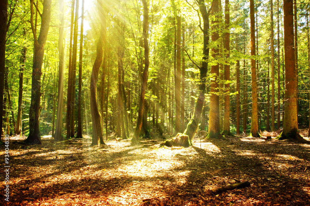 Fototapeta premium Sunlight in the green forest.