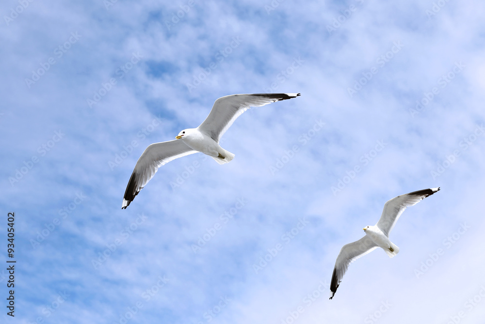 Two mediterranean white seagulls flying Two mediterranean white seagulls flying