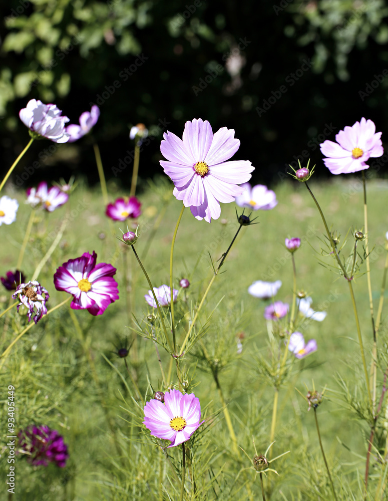 Fototapeta premium Pink Kosmeya flowers in the garden