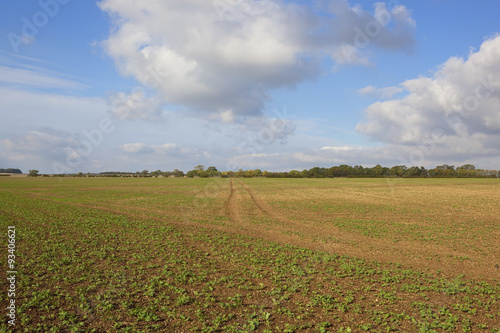 Obraz na płótnie canola field in autumn w salonie