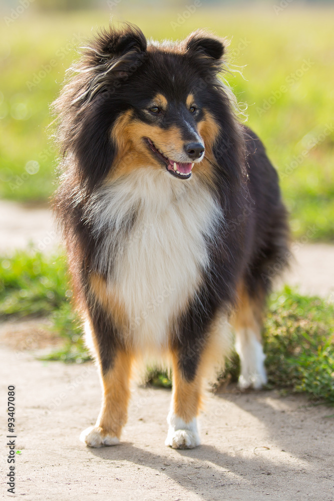 Sheltie dog standing on the background of green field Sheltie dog standing on the background of green field