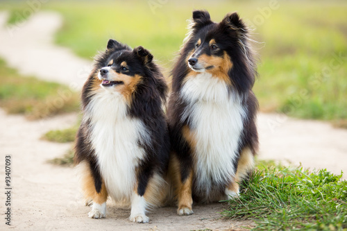 Two black Sheltie dog breed sitting in the background of green field