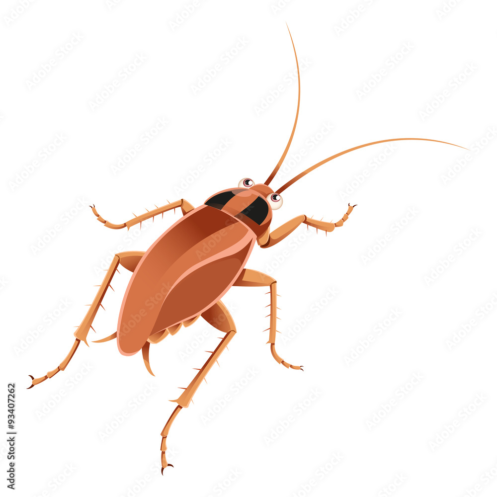 Cockroach Cockroach