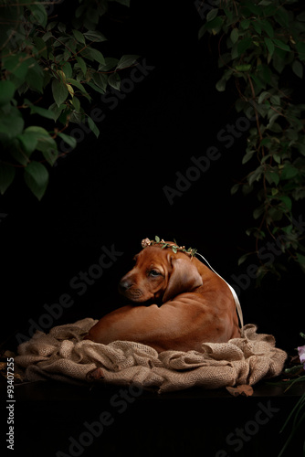 Rhodesian Ridgeback dog resting in front of black background