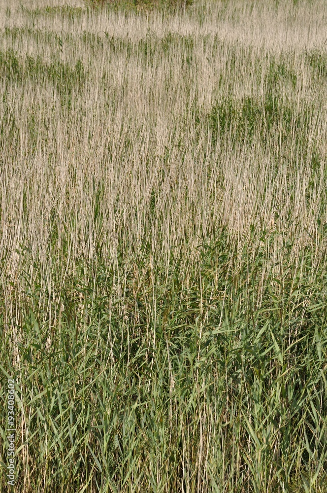 Fototapeta premium Marsh