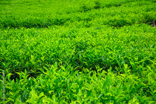 Tea leaves in tea plantation 