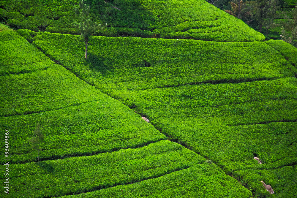 Tea leaves in tea plantation
