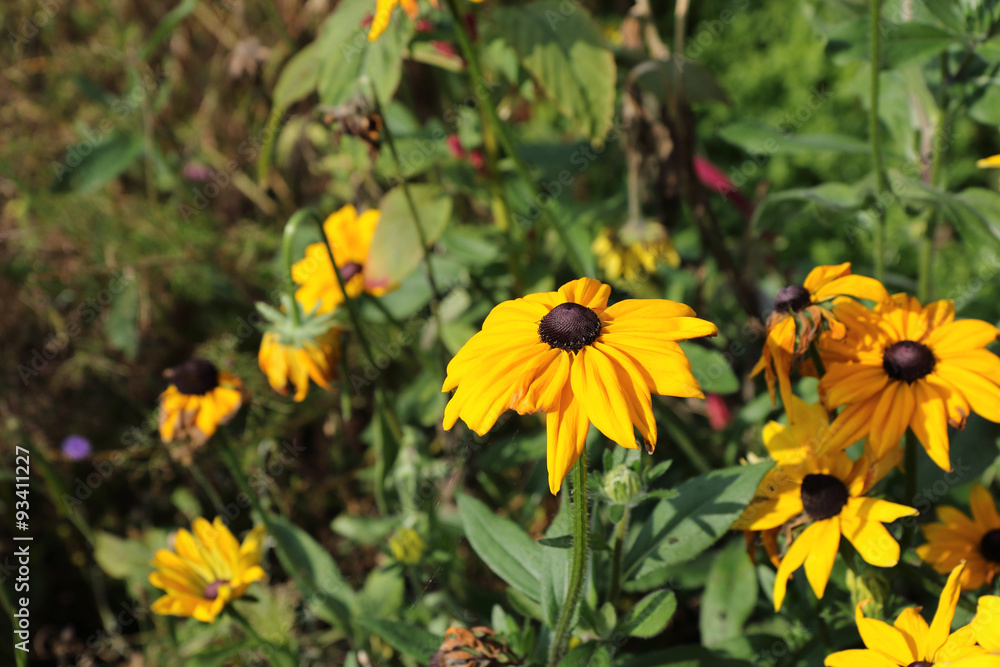 Rudbeckia Hirta - Coneflower / A beautiful image of Rudbeckia Hirta also know as a Coneflower Rudbeckia Hirta - Coneflower / A beautiful image of Rudbeckia Hirta also know as a Coneflower