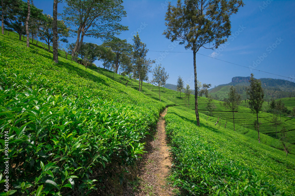 Obraz premium Tea fields in the mountain area in Nuwara Eliya, Sri Lanka 