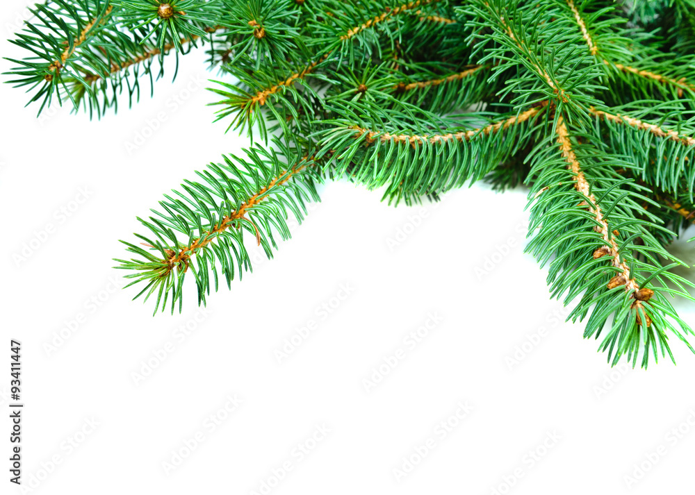 christmas evengreen pine tree branches christmas evengreen pine tree branches