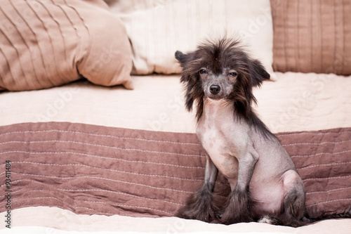 Canvas Print Chinese shaggy dog