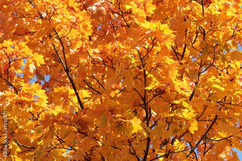 Ahornbaum im Herbst!