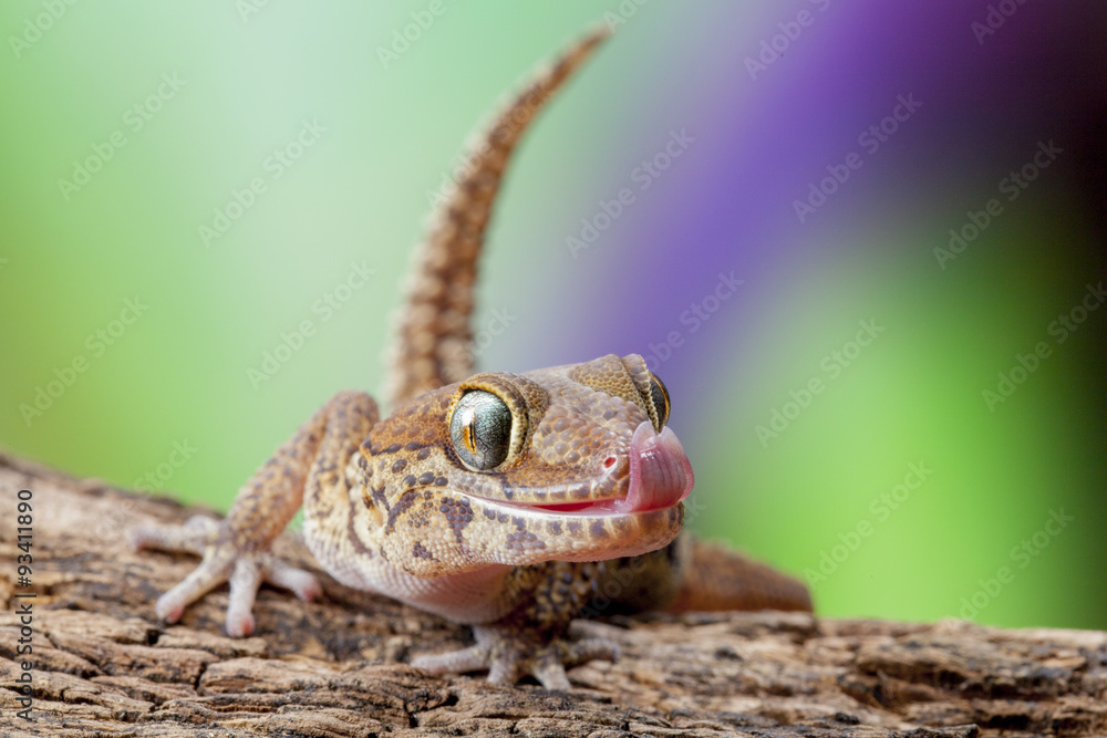 Obraz premium Gecko