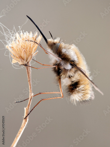 Bombylius major hangs on a dry plant photo