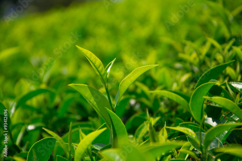 Tea fields in the mountain area in Nuwara Eliya  Sri Lanka  