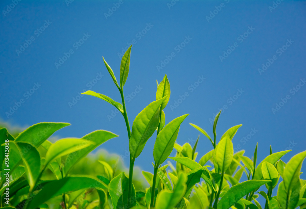 Tea fields in the mountain area in Nuwara Eliya, Sri Lanka
Tea fields in the mountain area in Nuwara Eliya, Sri Lanka