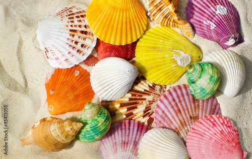 Colorful sea shells background