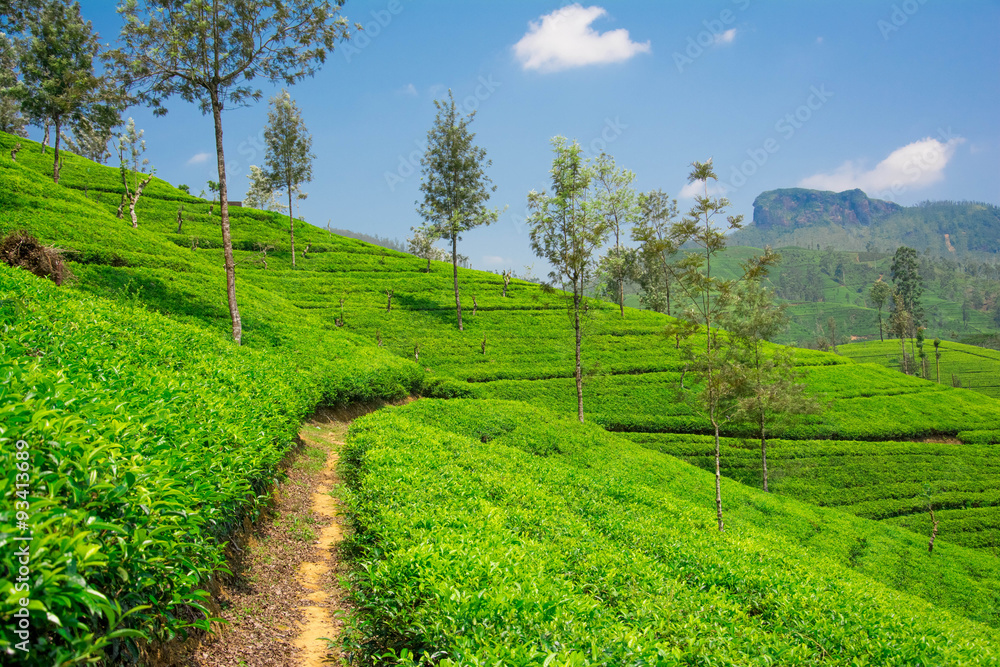 Tea fields in the mountain area in Nuwara Eliya, Sri Lanka
