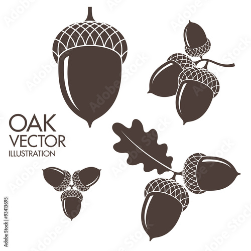 Oak. Isolated acorns on white background photo