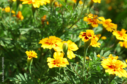 Fresh flowers over green grass background