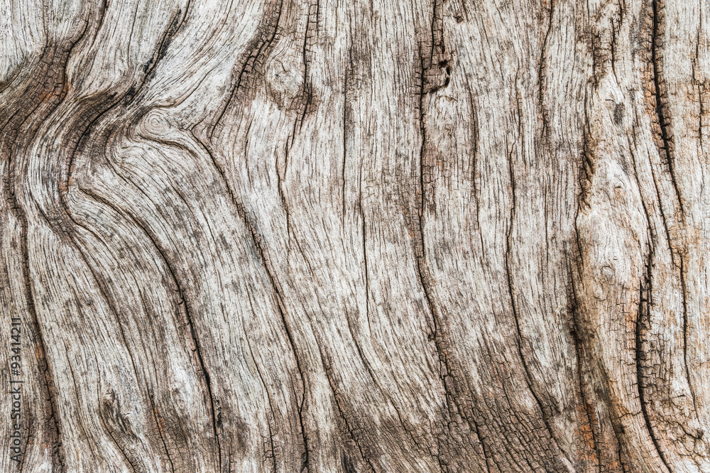 Closeup Old and dried wood pattern at the timber texture background Closeup Old and dried wood pattern at the timber texture background