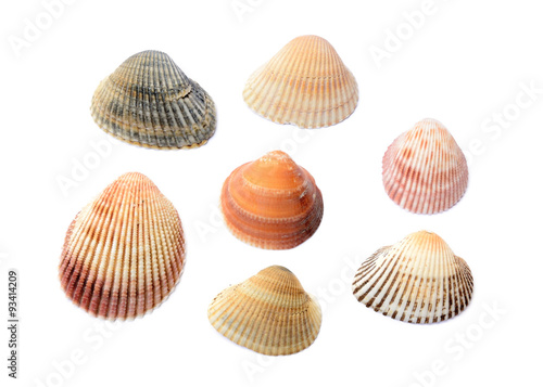 seven shells
