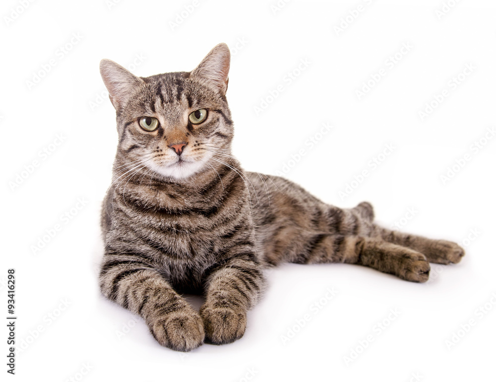 Liegende, getigerte Katze Stock Photo | Adobe Stock