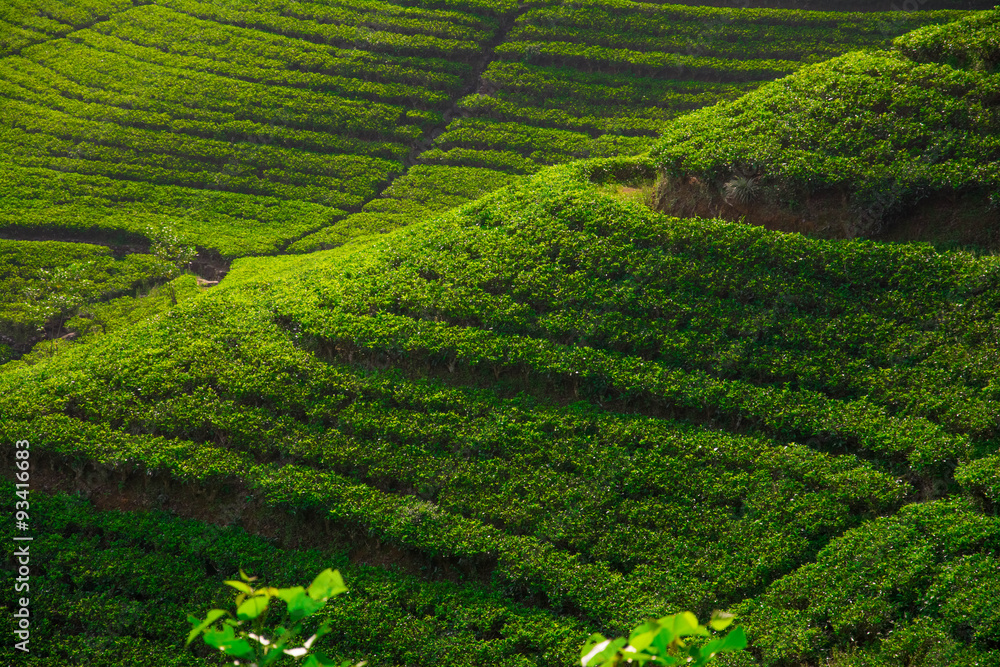 Tea fields in the mountain area in Nuwara Eliya, Sri Lanka
