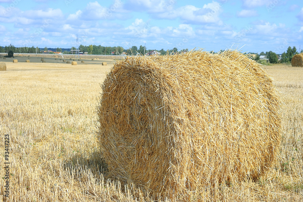 field landscape Indian summer grain harvest expanse field landscape Indian summer grain harvest expanse