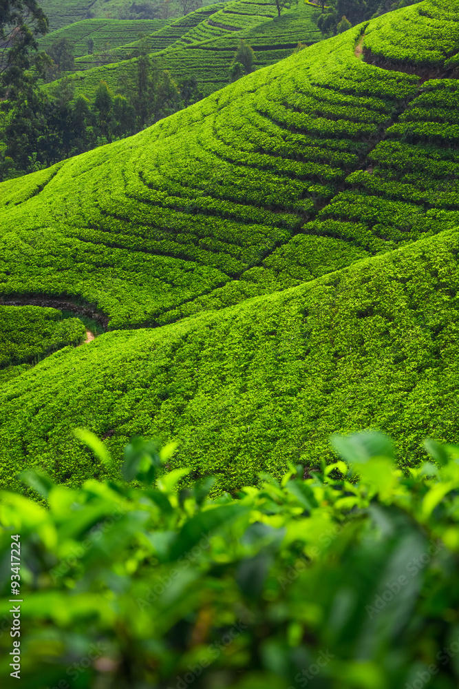 Tea fields in the mountain area in Nuwara Eliya, Sri Lanka
