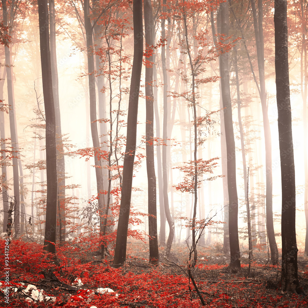 Fototapeta premium Lovely red colored autumn season beech tree leaf forest at foggy day. Seasonal red colored woodland. Picture was taken in south east Slovenia, Europe.