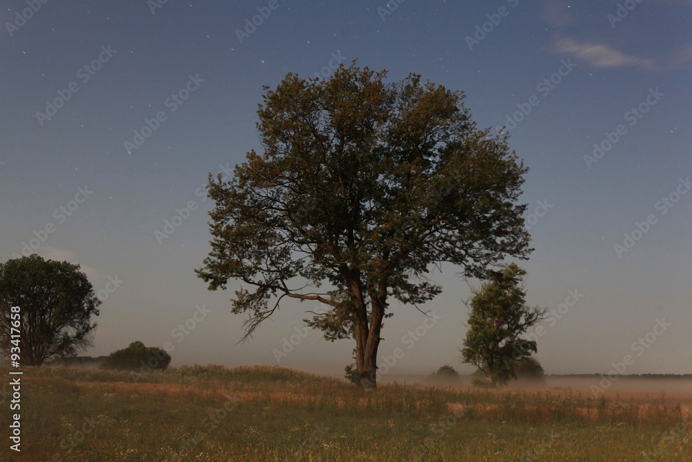 lonely tree in the field landscape lonely tree in the field landscape