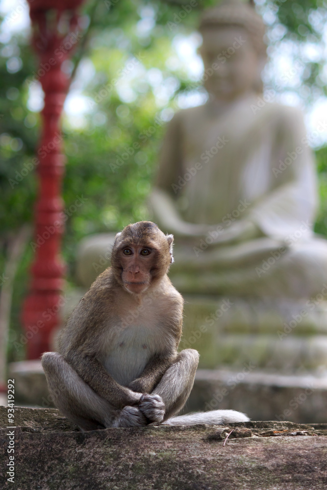 Naklejka premium Monkey sitting on garden stone with statue of Buddha at background