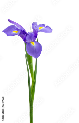 Purple dutch iris isolated on white
