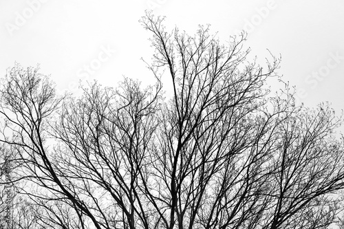 Branches of tree in the park.