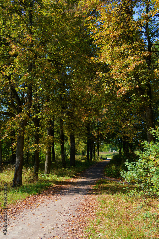 Naklejka premium Осень